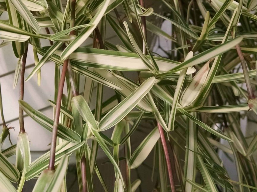 st. augustine’s grass detail image