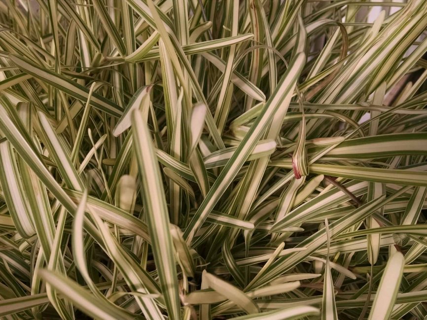 GRASSTAU scaled image