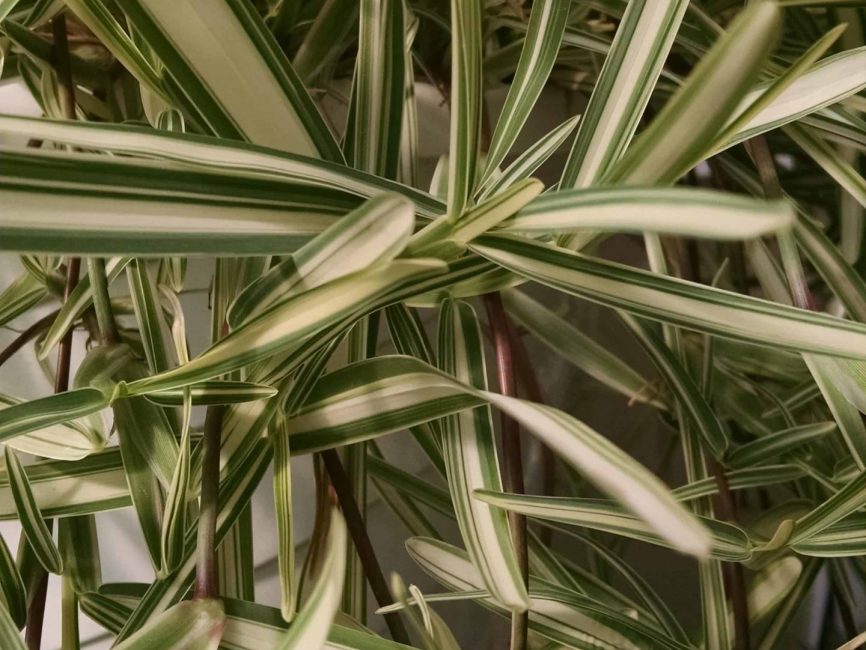 St. Augustine’s grass trailing foliage by Studley Flower Gardens