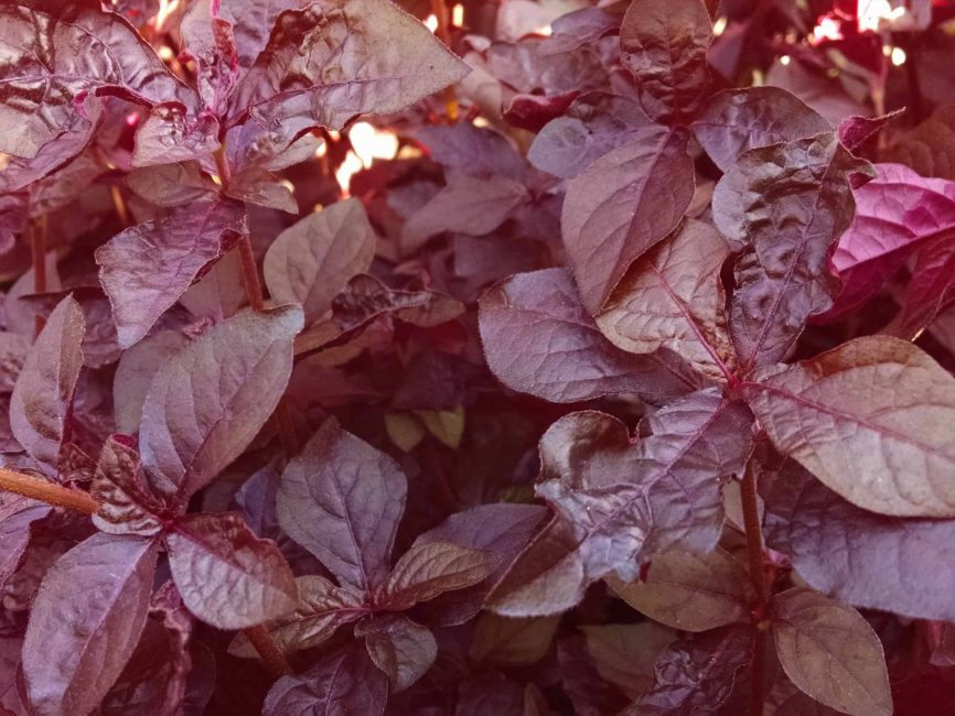 Purple Lady Iresine trailing foliage by Studley Flower Gardens