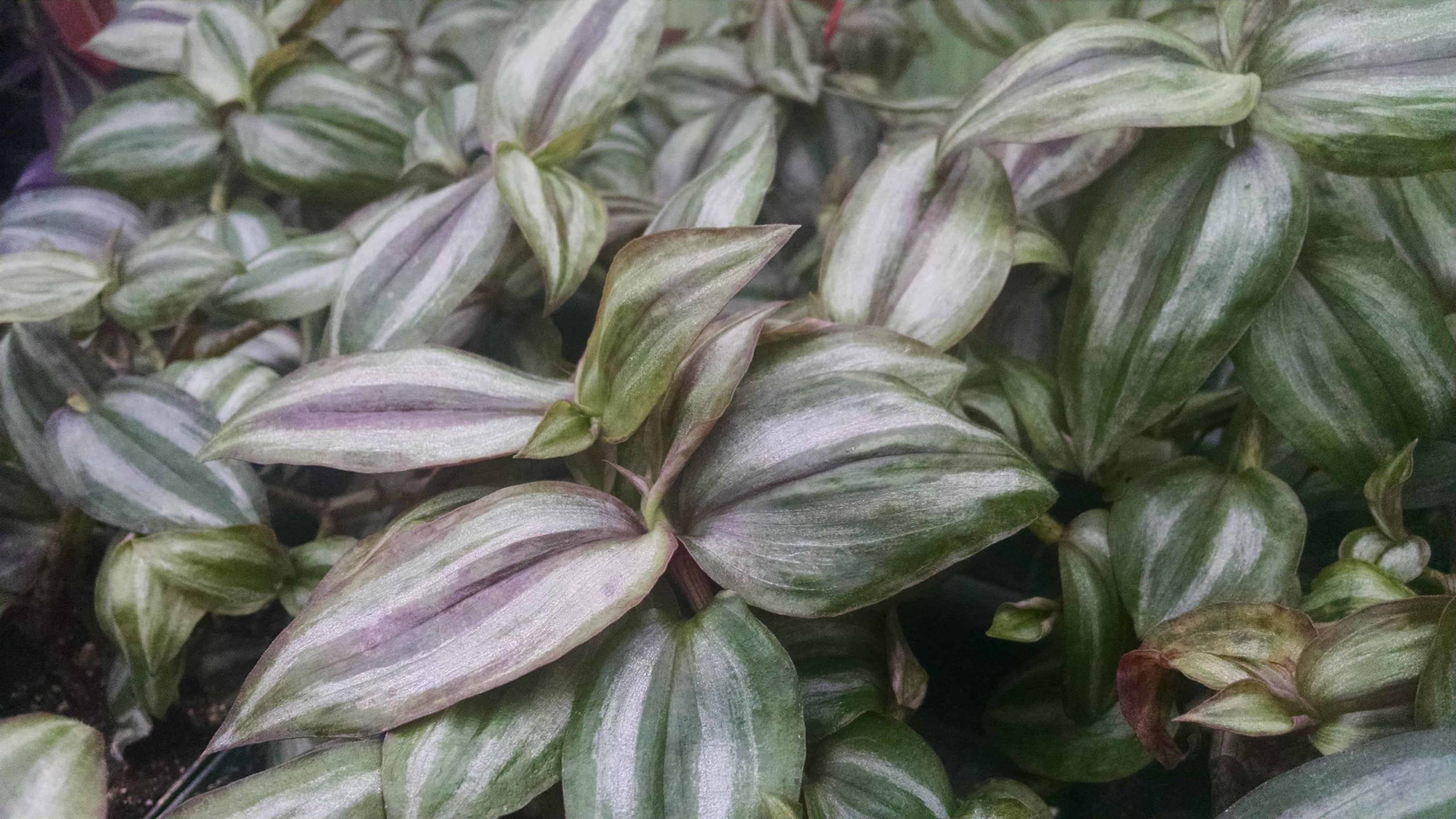 Burgundy Trailing Tradescantia - Image 2