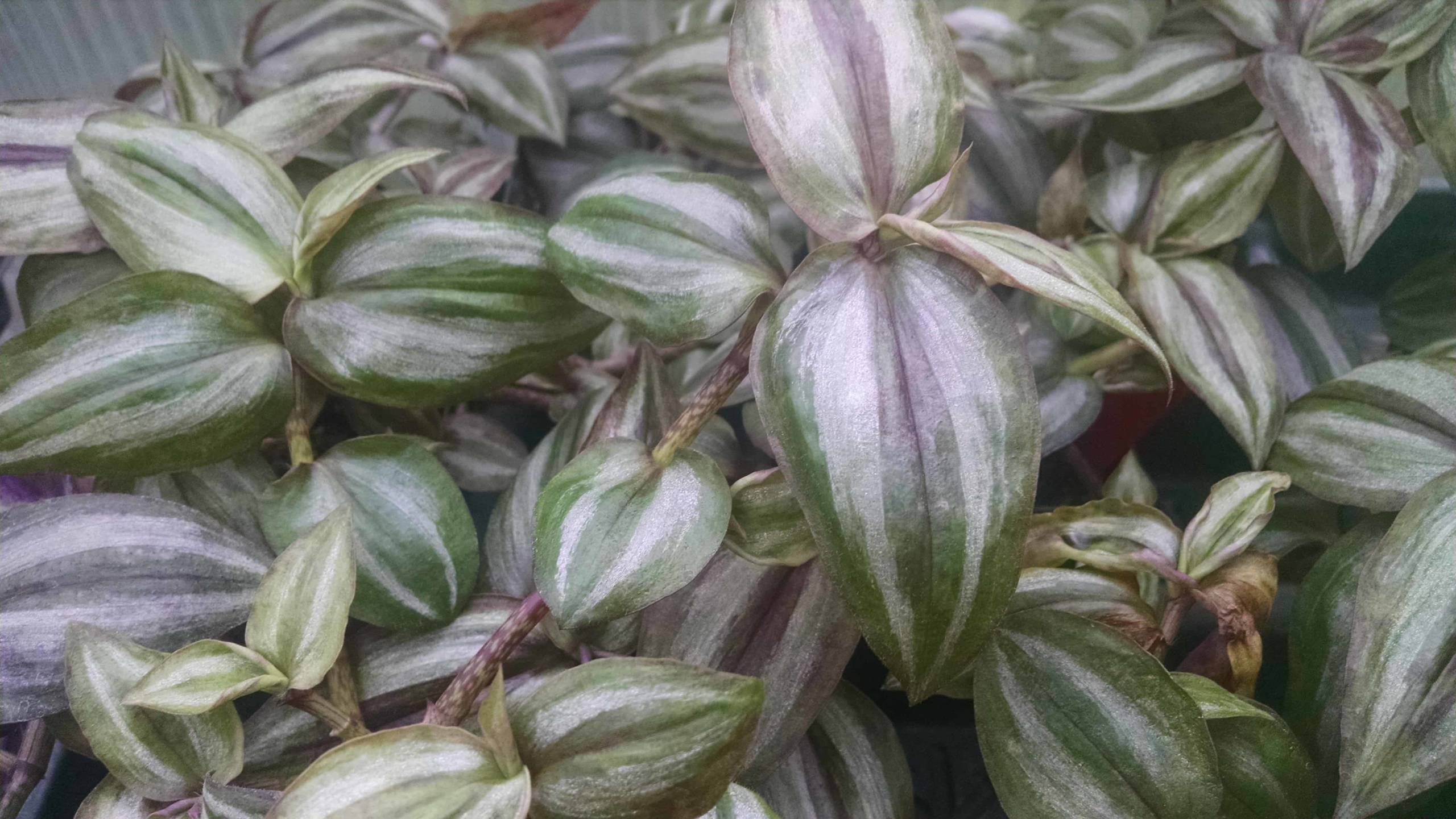 Burgundy Trailing Tradescantia - Image 3