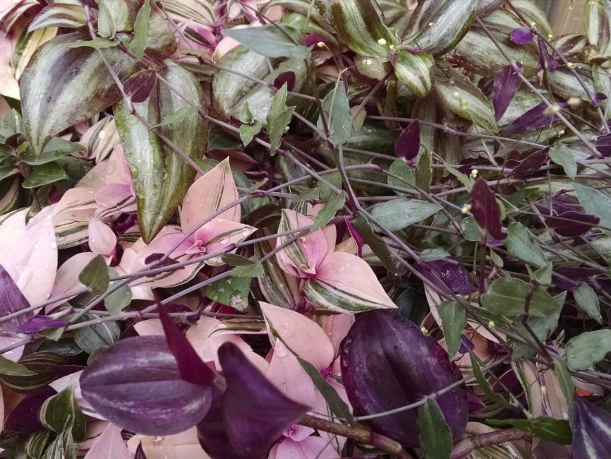 trailing tradescantia collection detail image