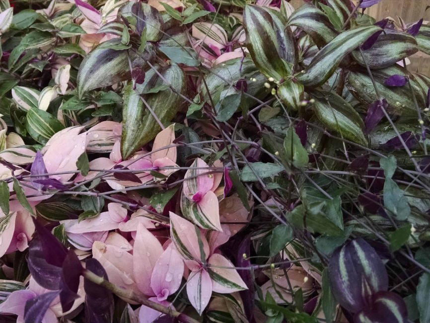 Trailing tradescantia collection foliage by Studley Flower Gardens