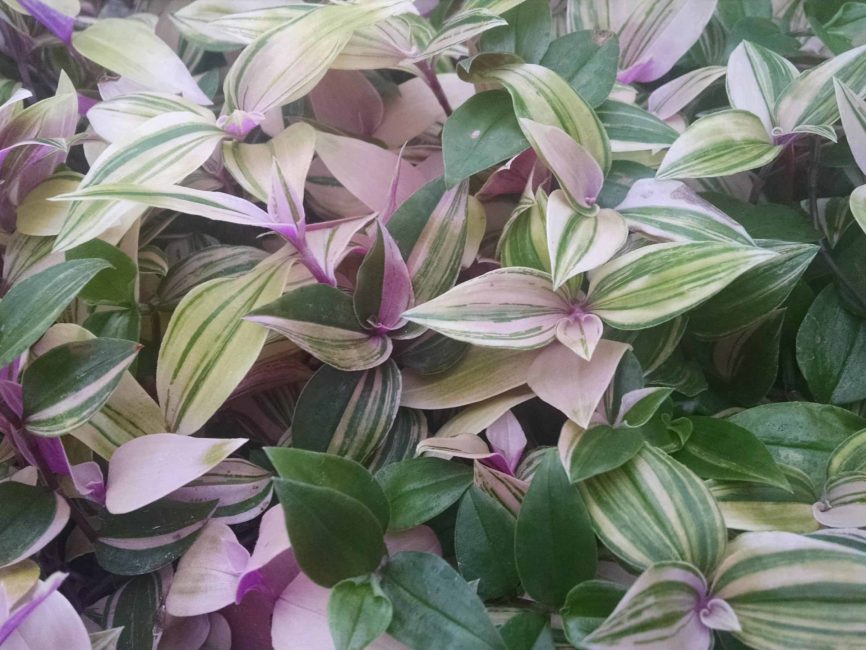 rainbow zebra tradescantia detail image