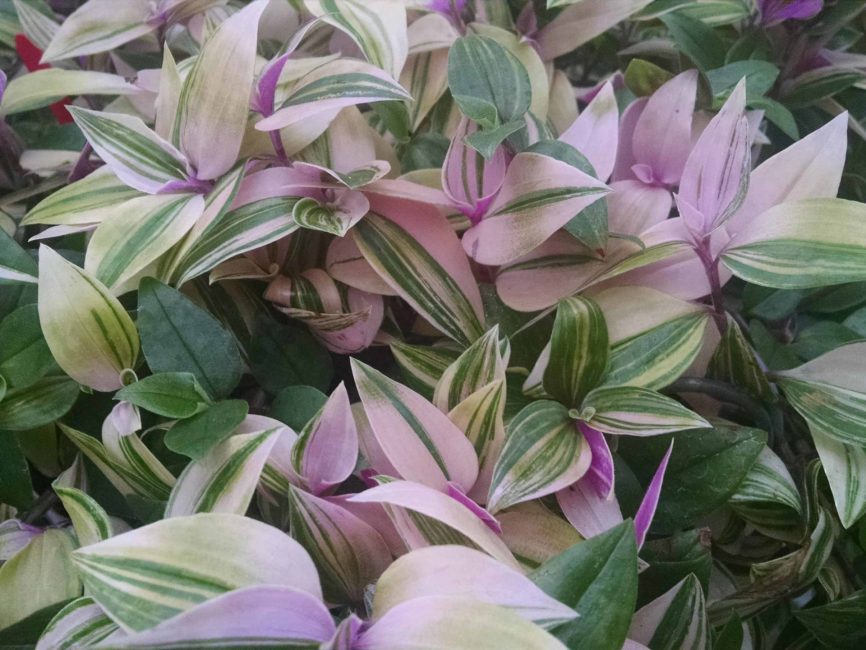 Rainbow Zebra Tradescantia trailing foliage by Studley Flower Gardens