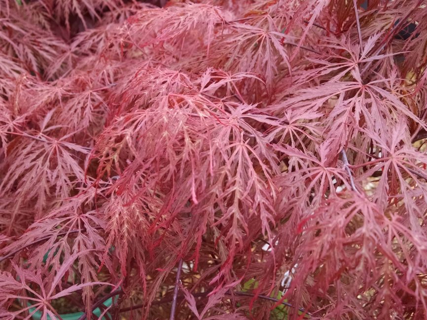 Japanese maple foliage with graceful layered form by Studley Flower Gardens