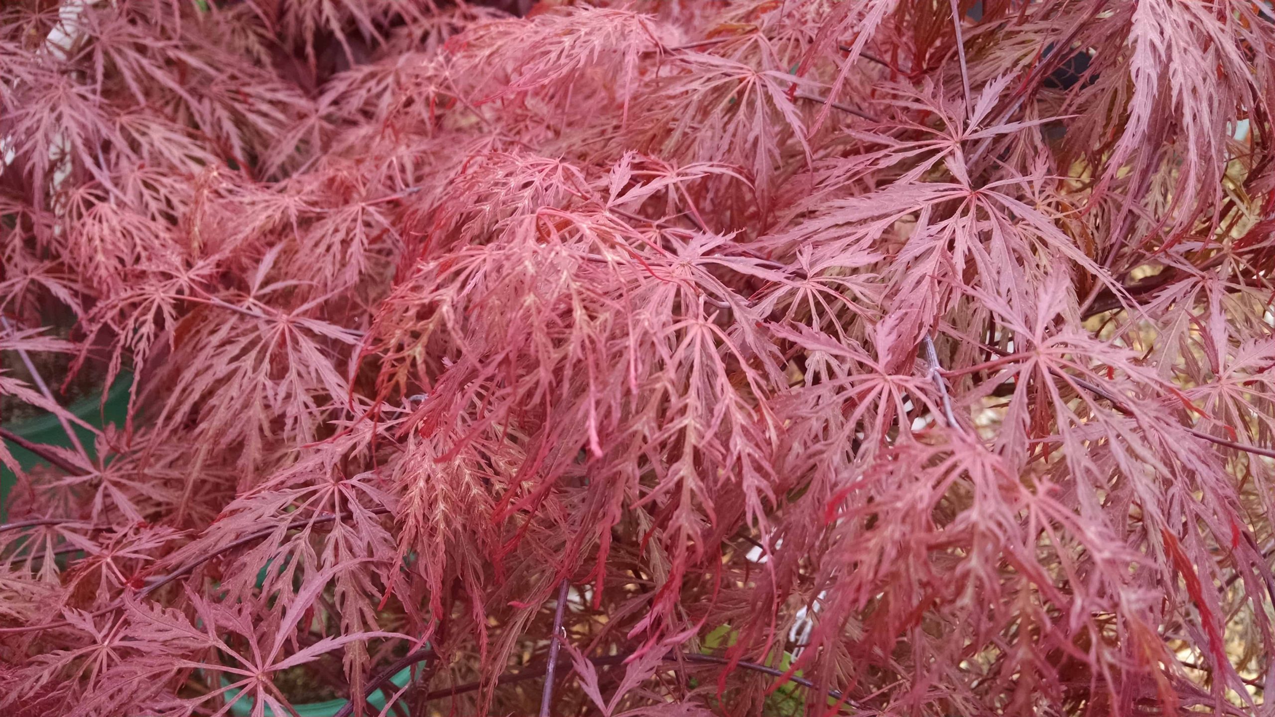Japanese maple foliage with graceful layered form by Studley Flower Gardens