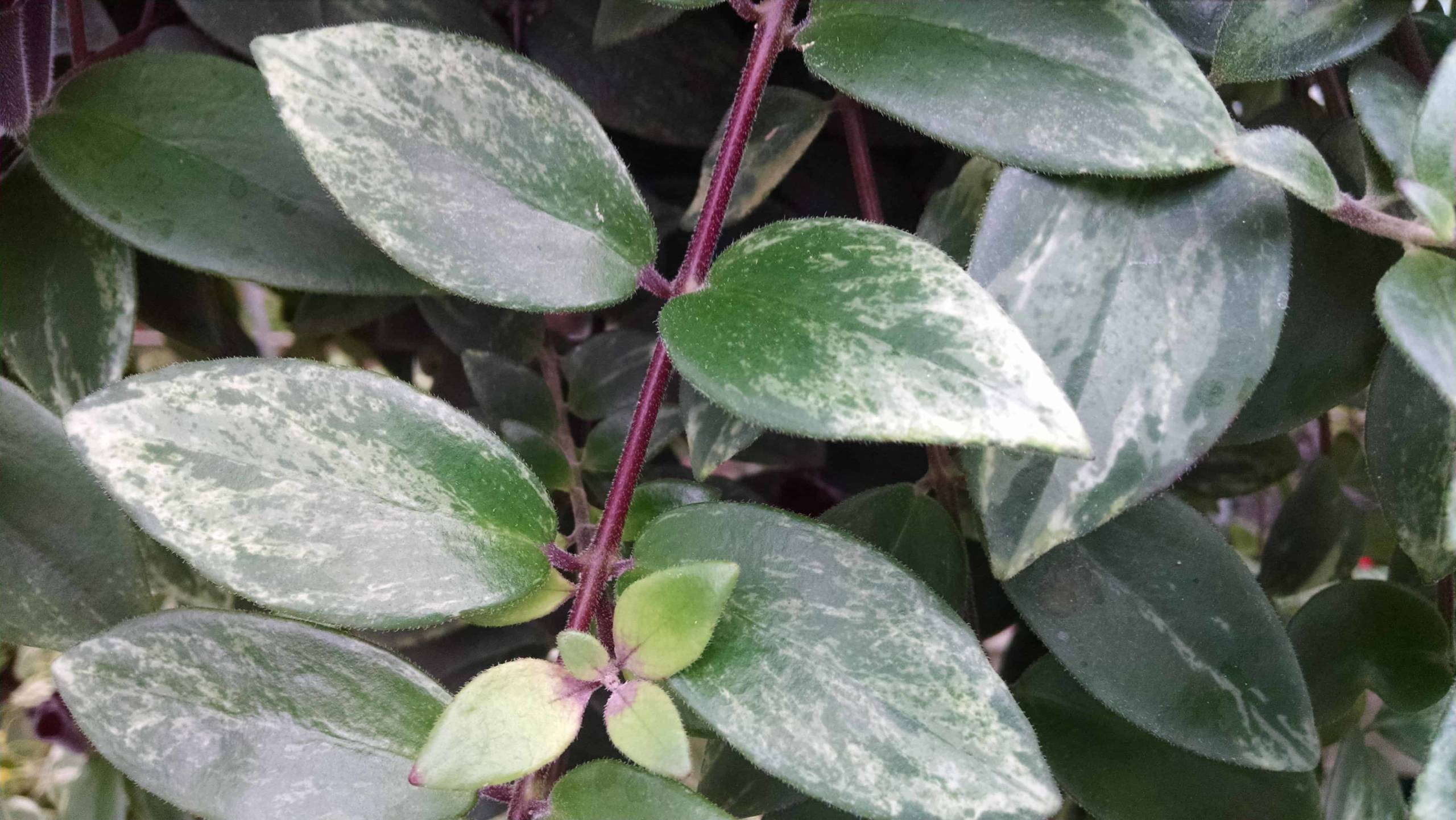 Variegated Lipstick Plant - Image 3