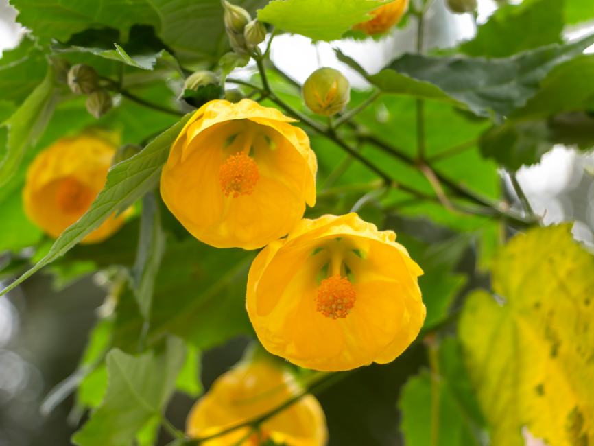 Lucky Lantern Yellow Flowering Maple with soft lemon yellow bell-shaped flowers by Studley Flower Gardens