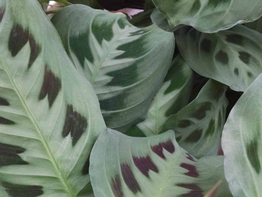 Green prayer plant with trailing foliage by Studley Flower Gardens