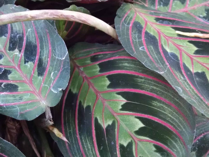 Red prayer plant with marared scaled foliage by Studley Flower Gardens detail image