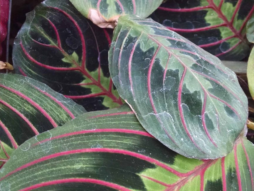 red prayer plant detail image