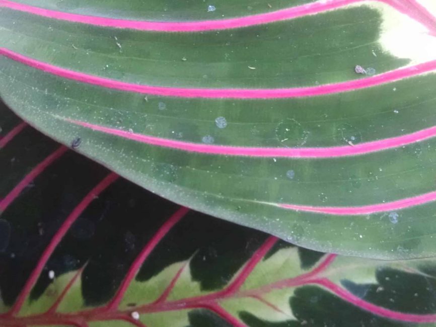 Red prayer plant with marared scaled foliage by Studley Flower Gardens