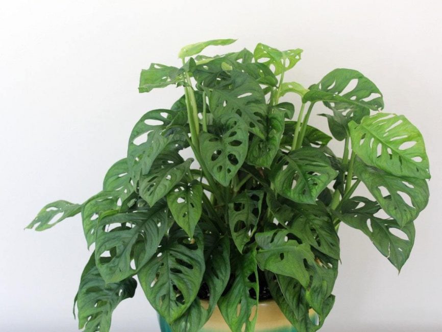 Monstera plant with heart-shaped split leaves by Studley Flower Gardens