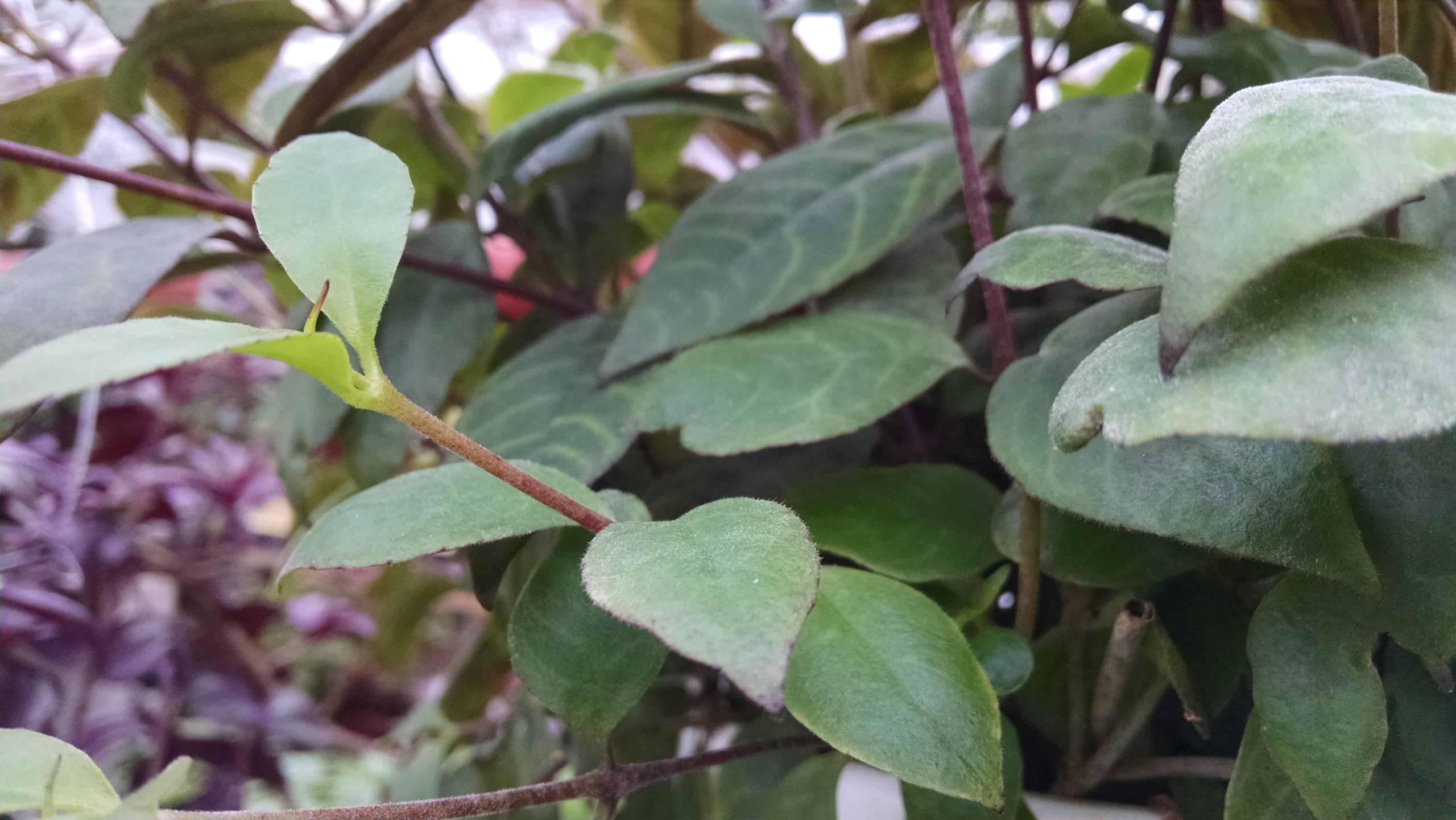 Black Pagoda - Image 3