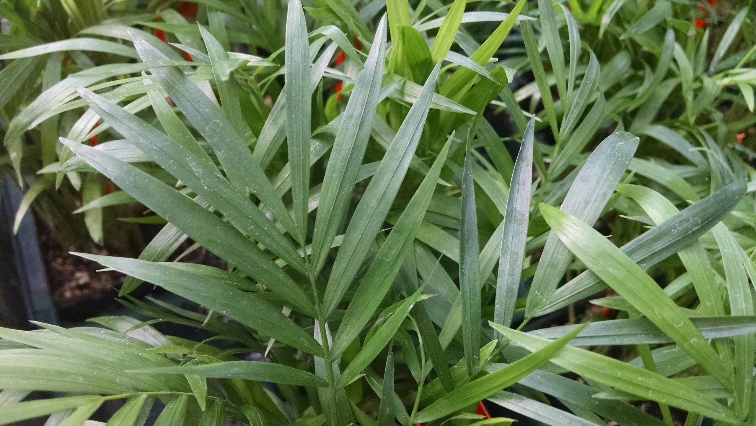 Neantha Bella Palm with lush green fronds by Studley Flower Gardens