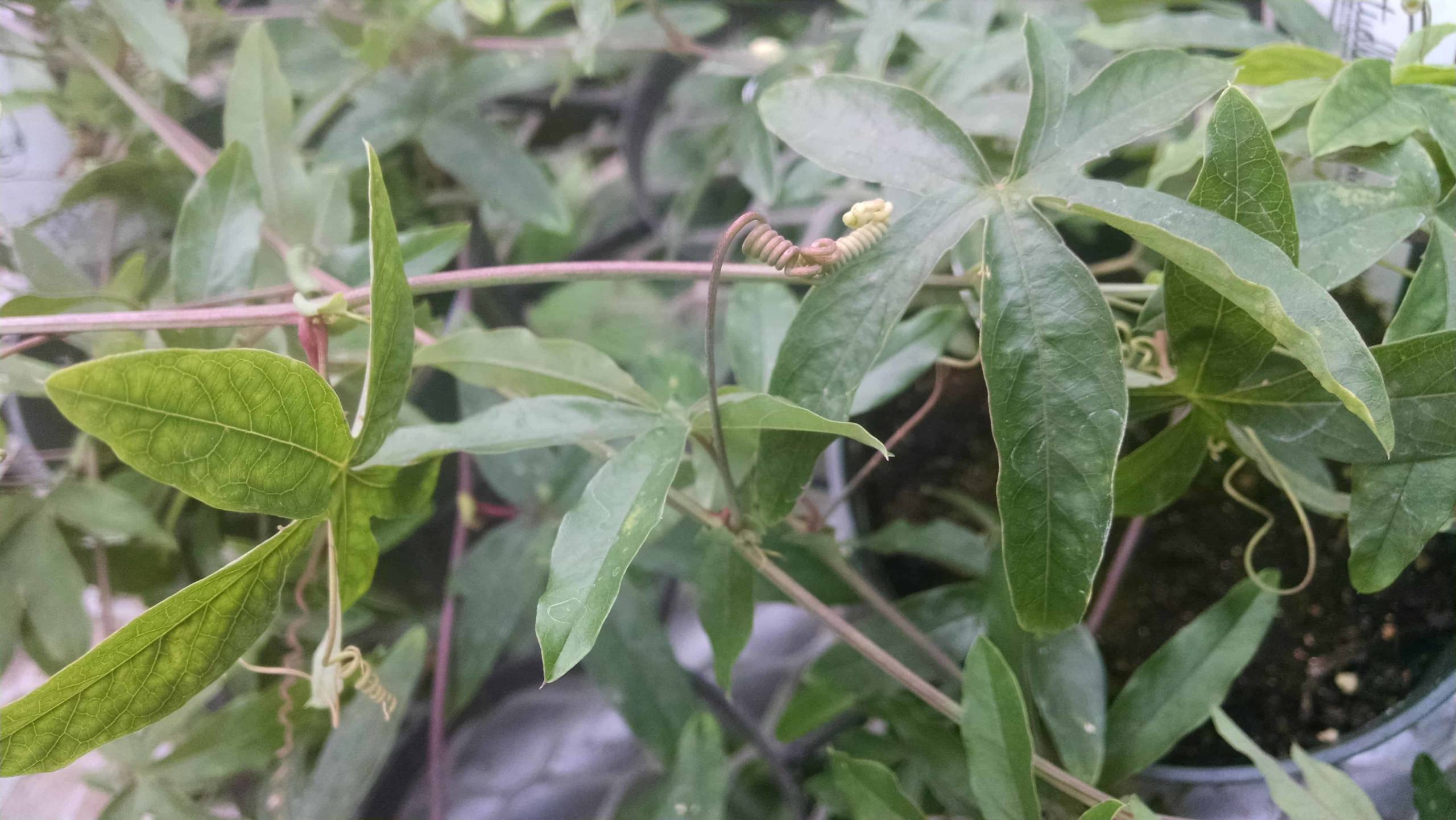 Blue Bahama Passion Flower - Image 3