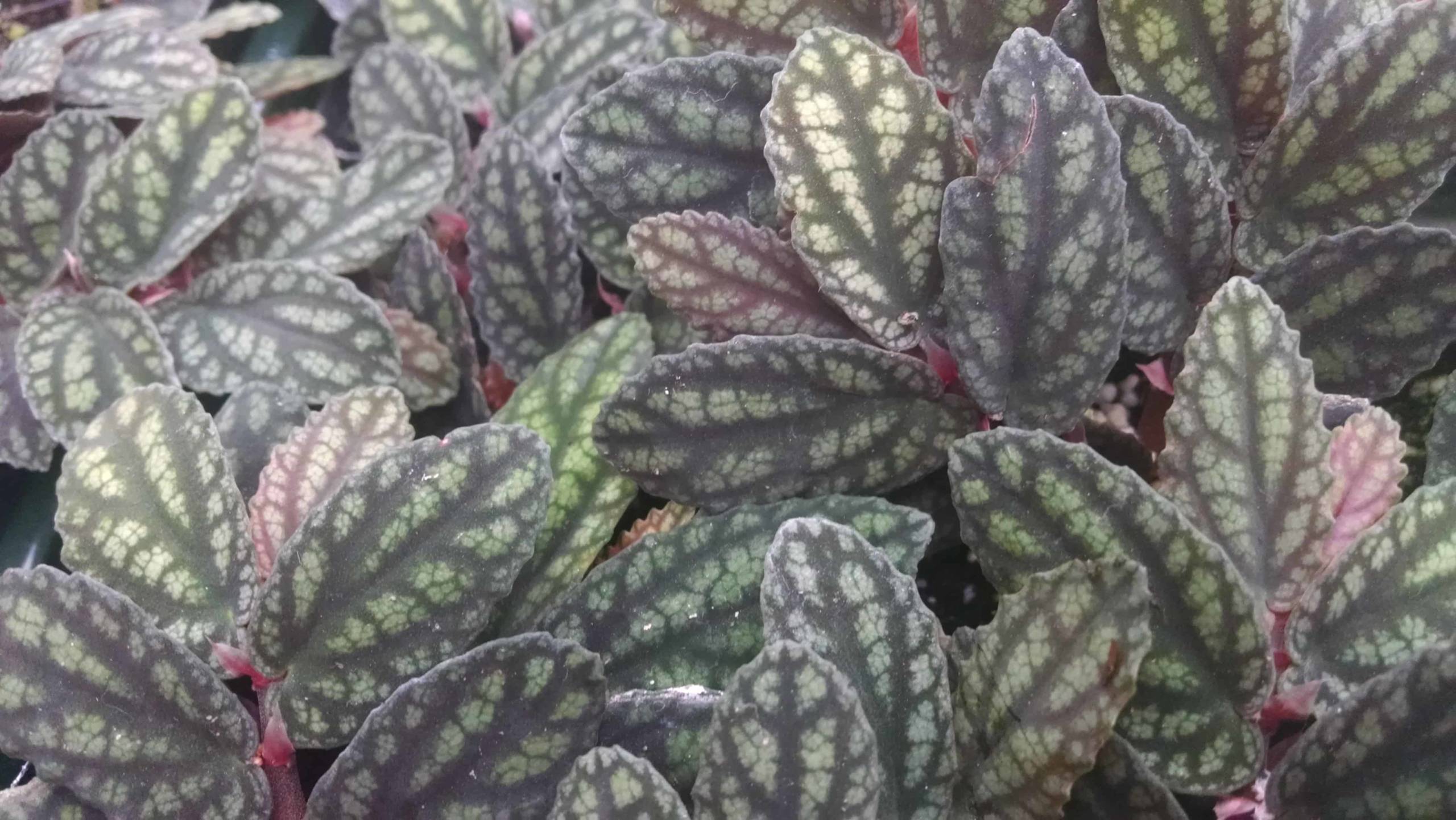 Watermelon Pellionia - Image 2