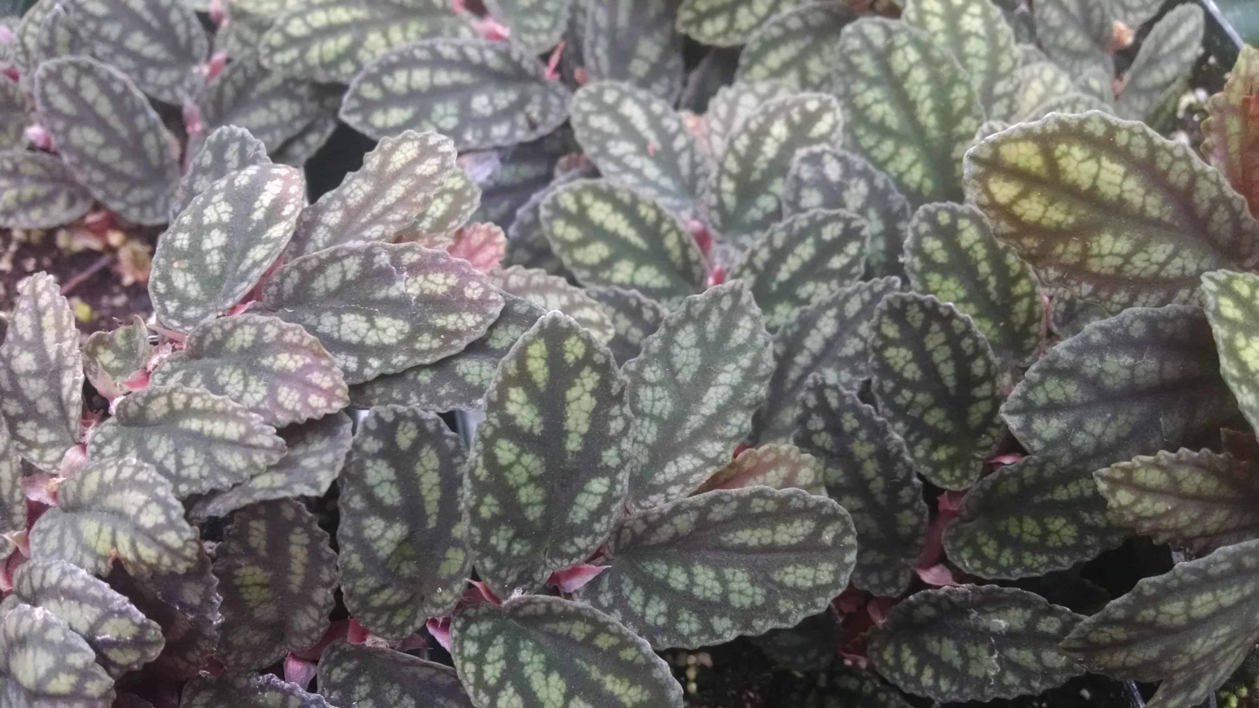 Watermelon Pellionia - Image 3