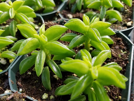 Peperomia axillaris - Image 2