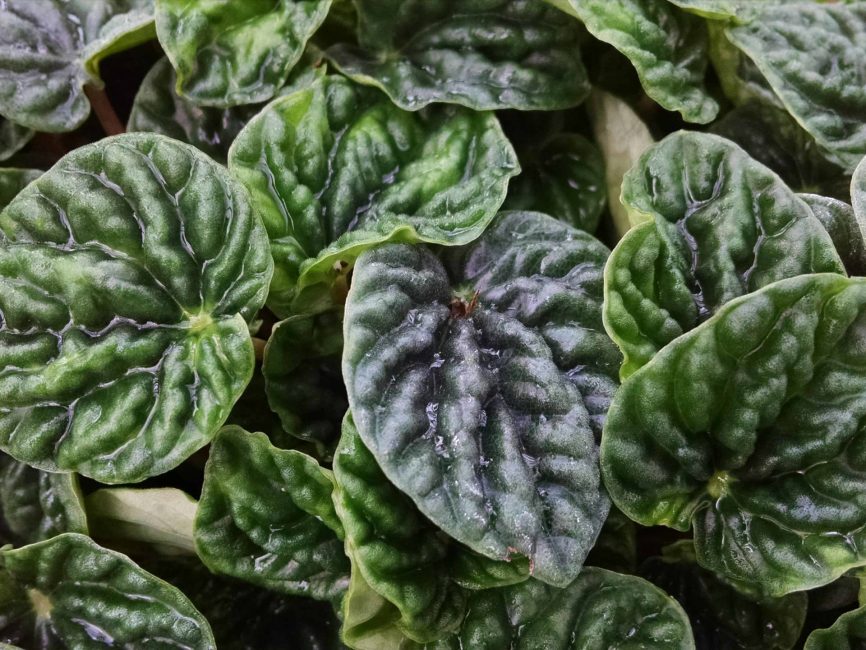 emerald ripple peperomia detail image