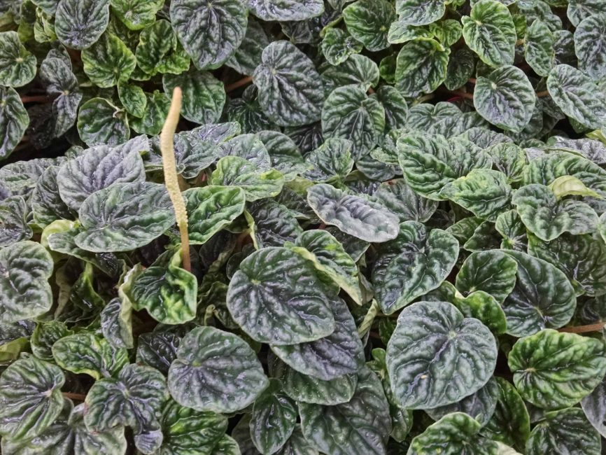 Emerald Ripple Peperomia with rippled green leaves by Studley Flower Gardens