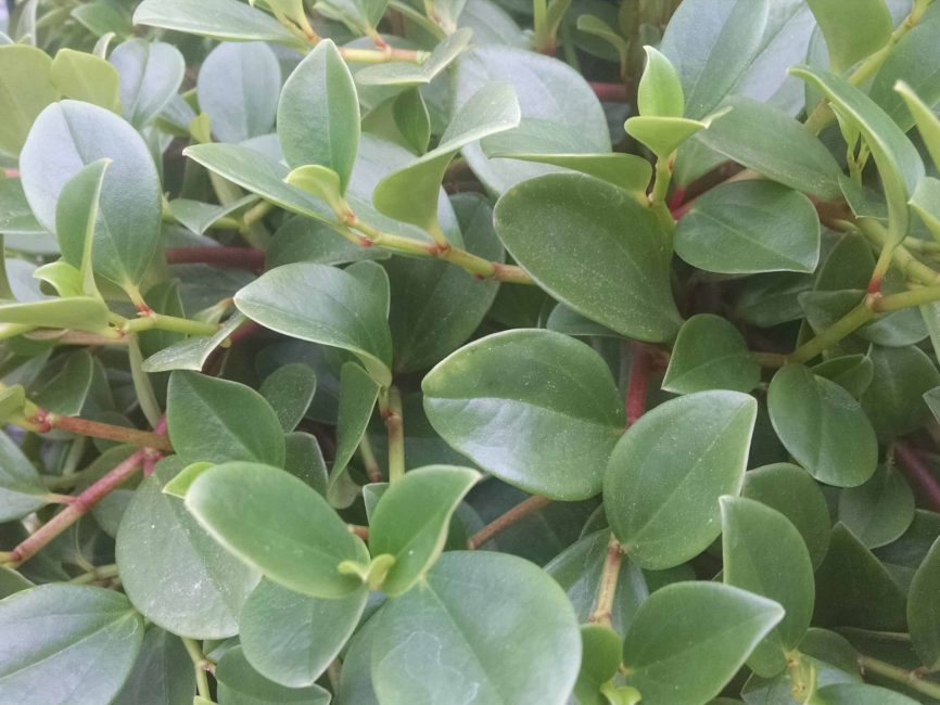 green trailing peperomia detail image