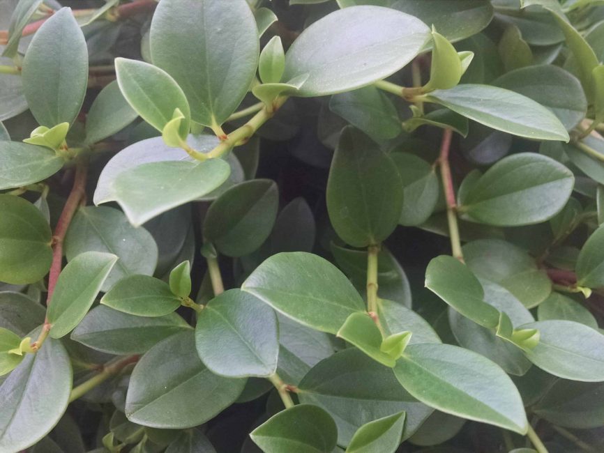 Green trailing peperomia with cascading foliage by Studley Flower Gardens