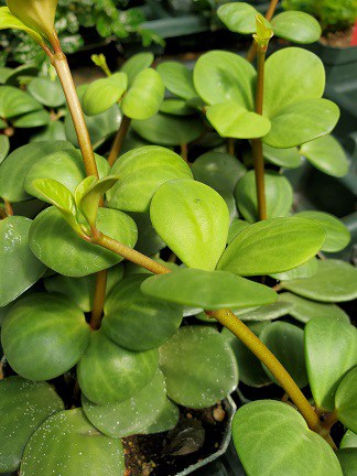 Hope Peperomia - Image 3