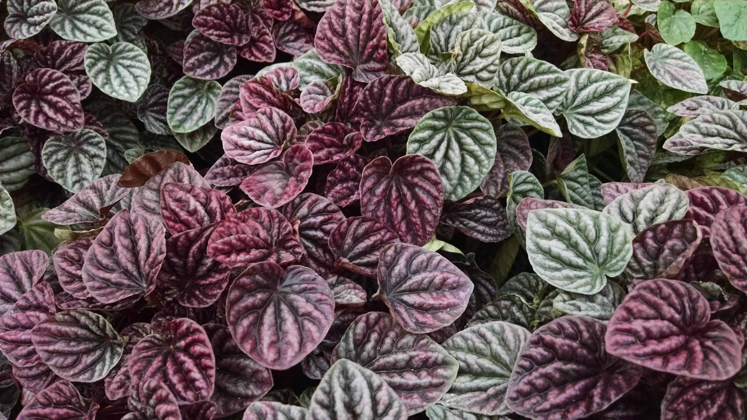 Red Ripple Peperomia - Image 2
