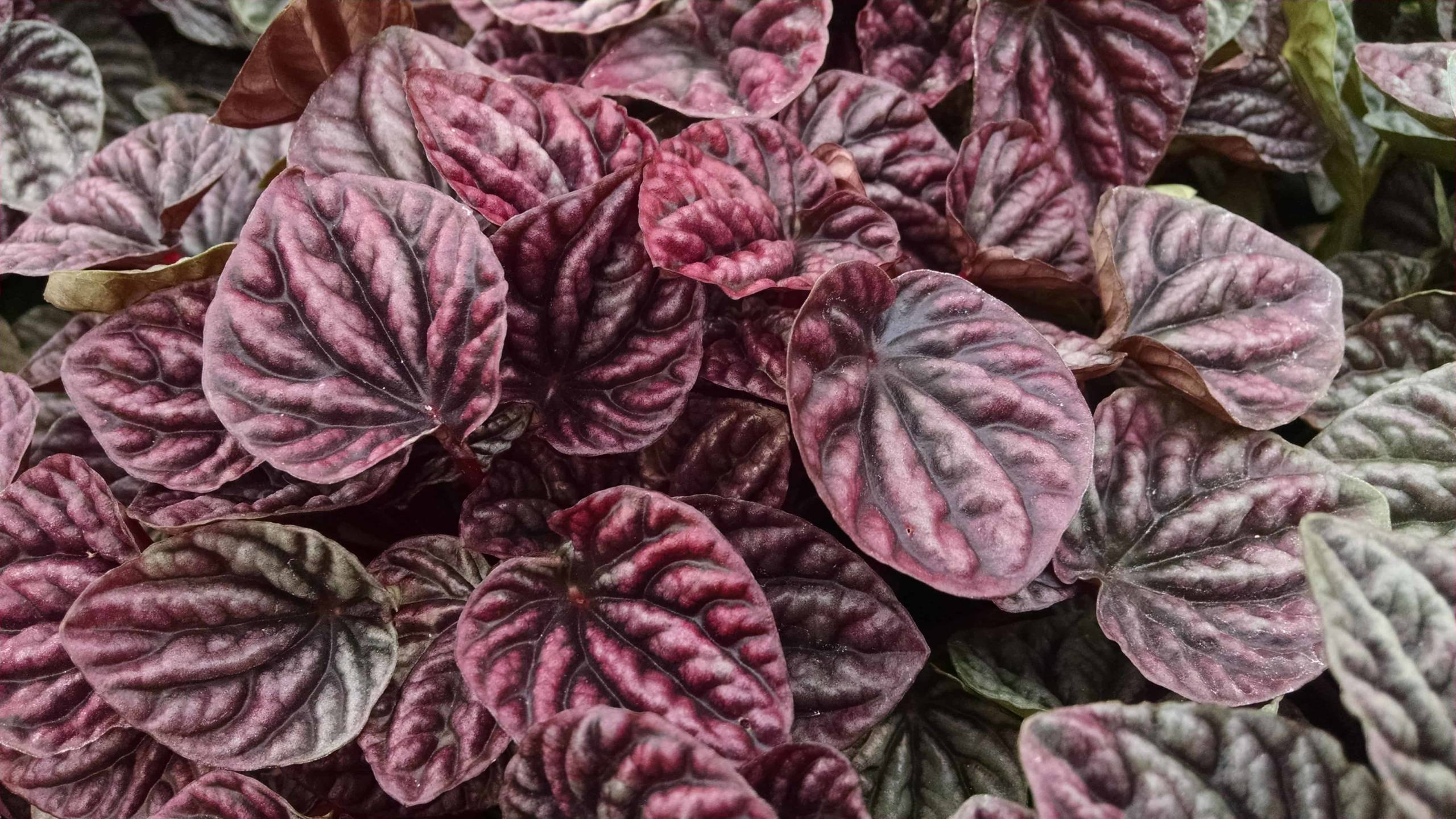 Red Ripple Peperomia - Image 3