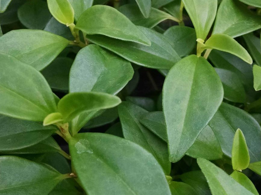 trinervula peperomia detail image