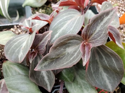 Peperomia trinervis - Image 2