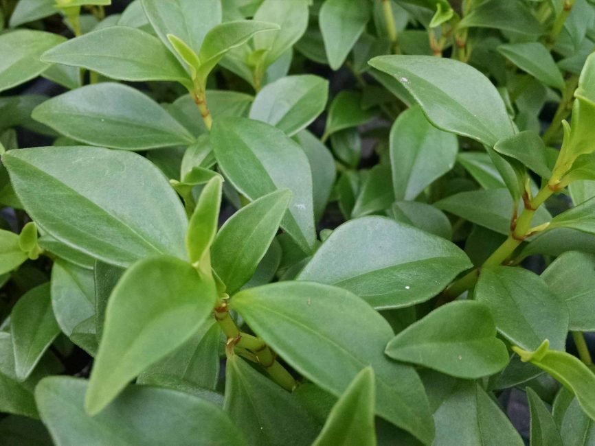 Trinervula peperomia with scaled foliage by Studley Flower Gardens