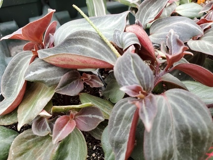 Peperomia trinervis - Image 3