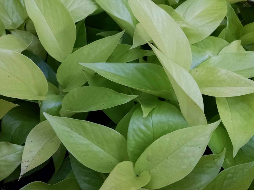 neon philodendron detail image