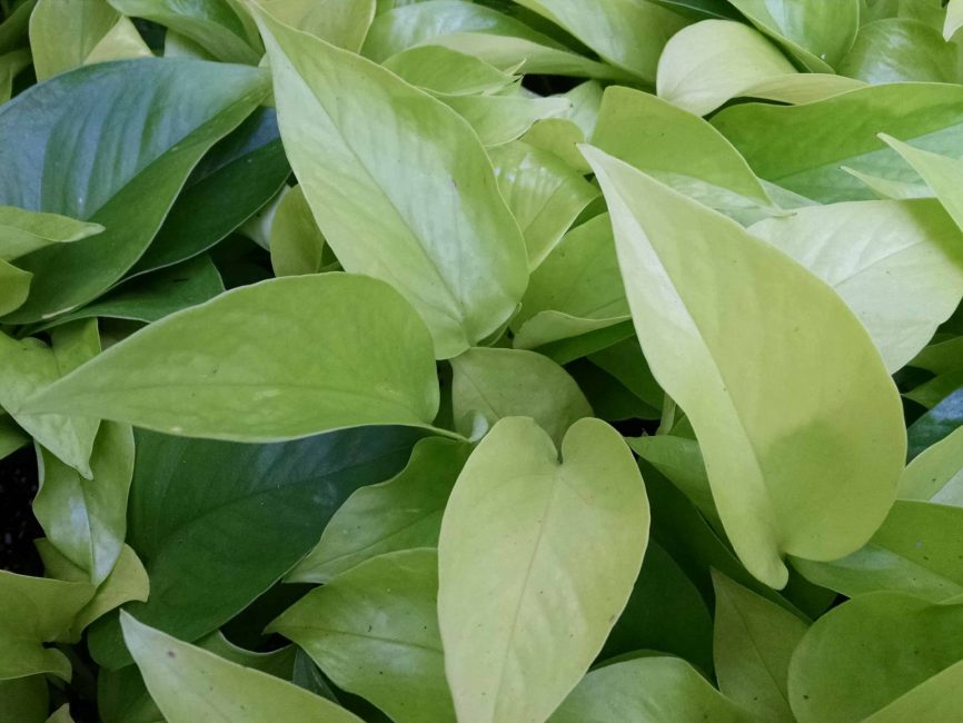 Neon Philodendron with bright chartreuse trailing foliage by Studley Flower Gardens