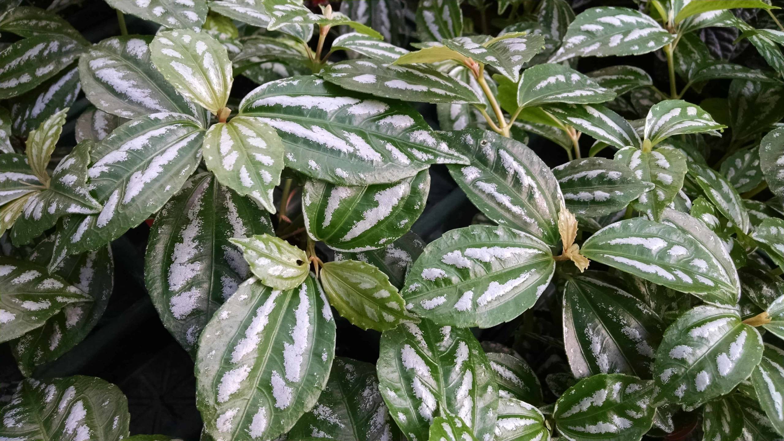 Aluminum Plant - Image 2