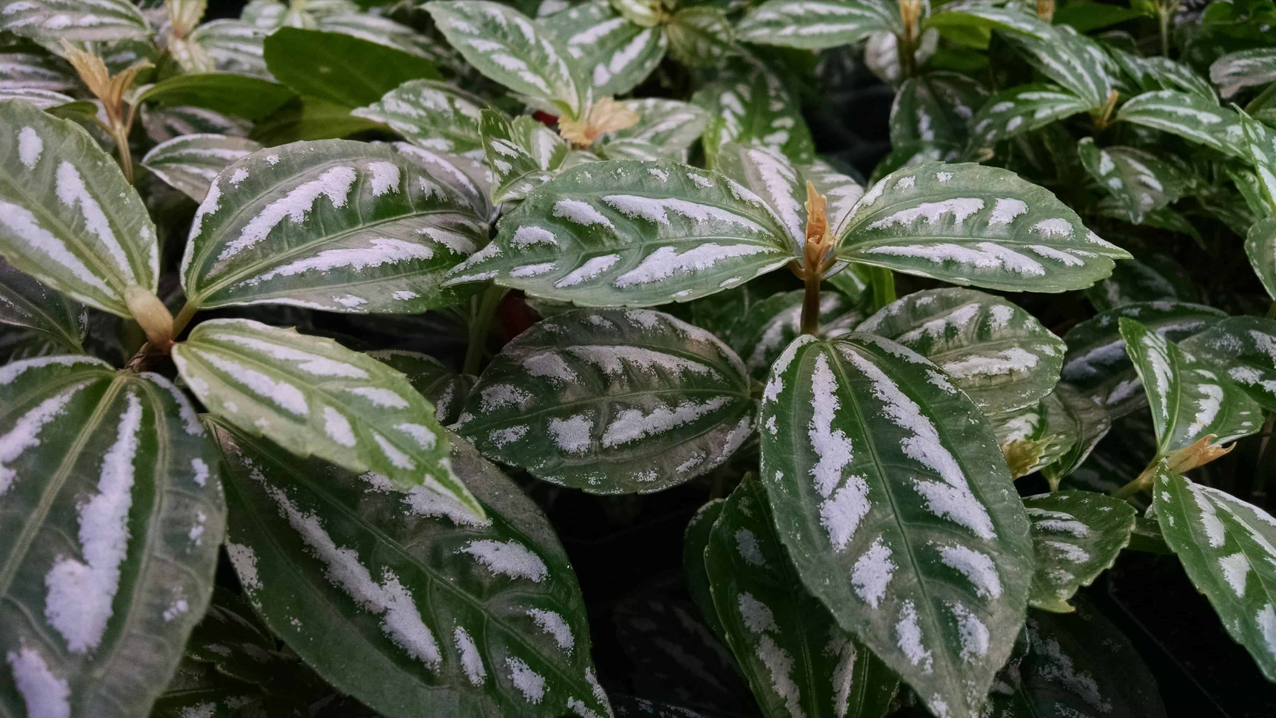 Aluminum Plant - Image 3