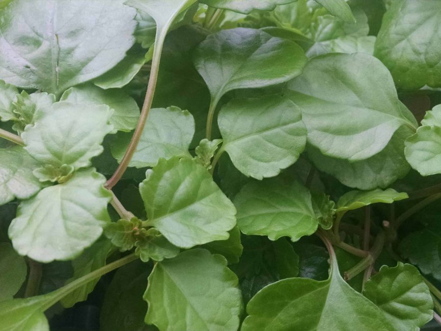 Swedish ivy trailing plant with deep green leaves by Studley Flower Gardens