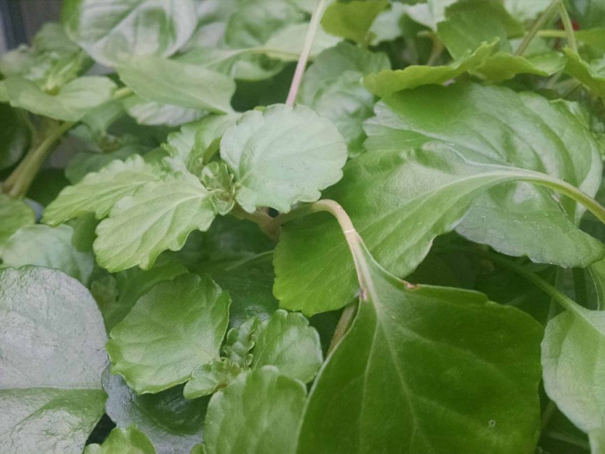 Swedish ivy trailing plant for windowsill display by Studley Flower Gardens