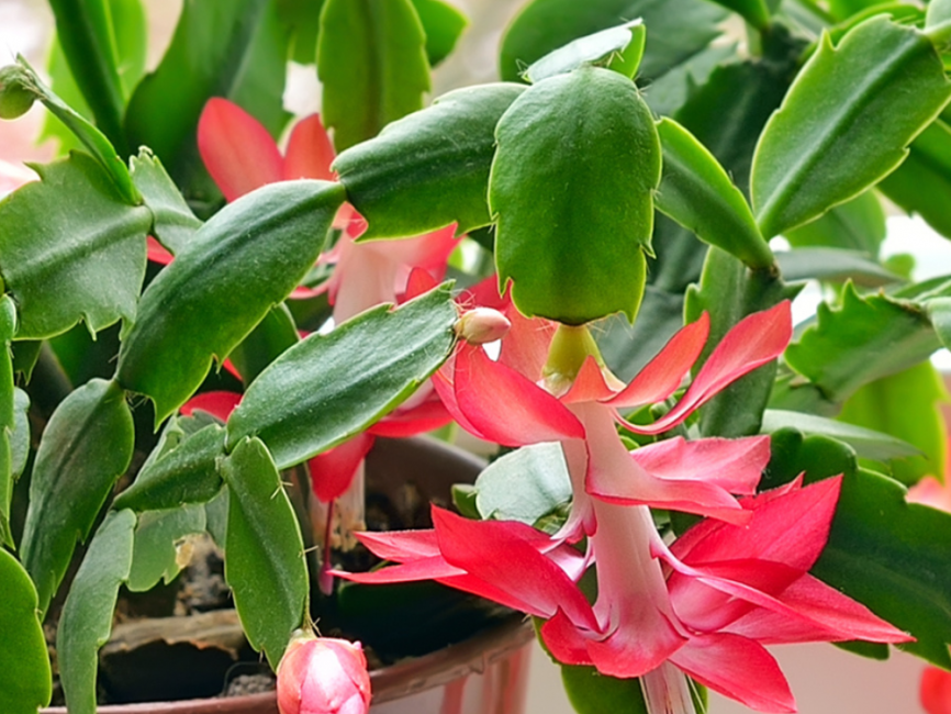 Pink true Christmas cactus with vibrant tubular flowers and segmented flat leaves by Studley Flower Gardens