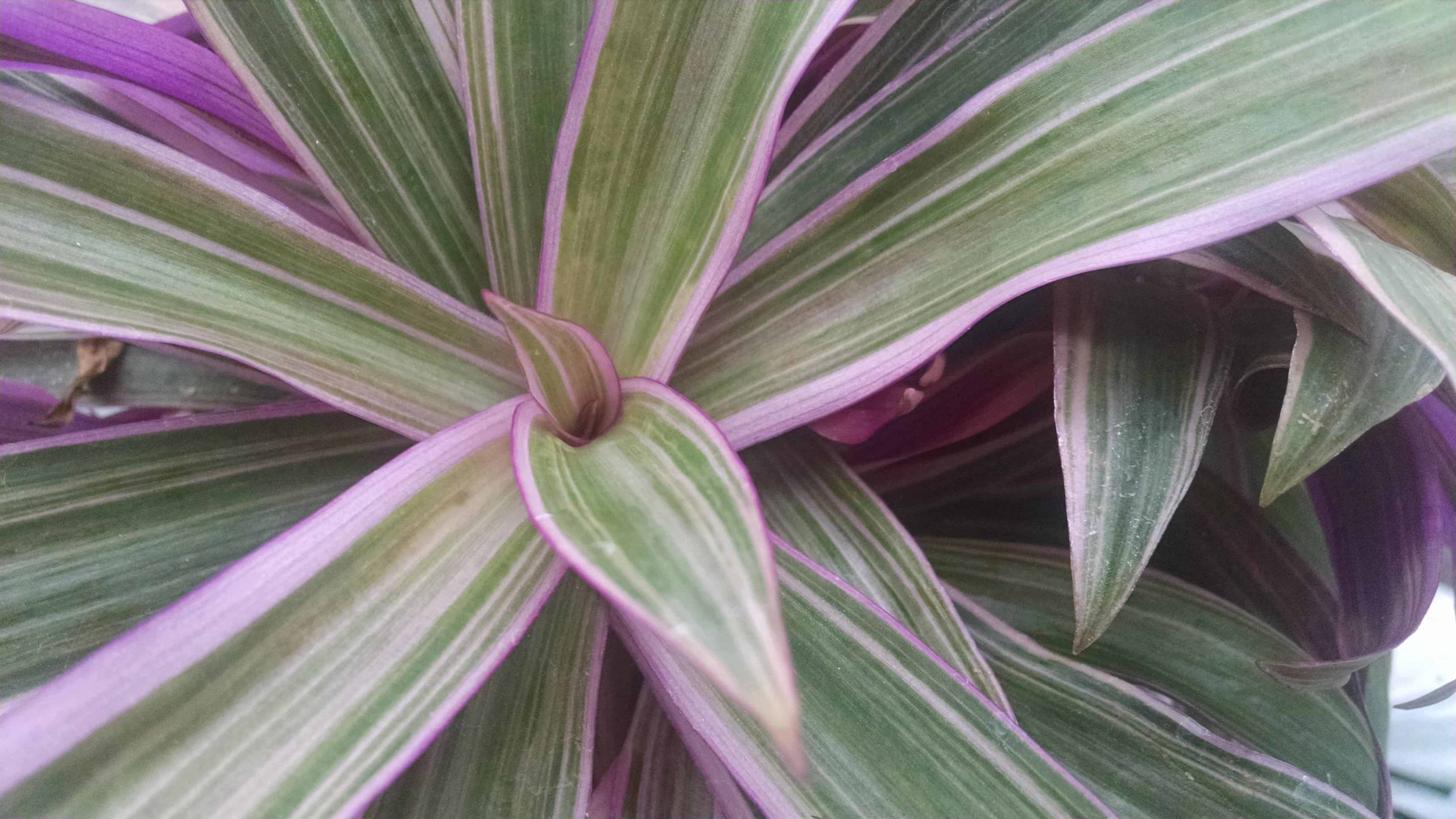 Variegated Moses In The Cradle - Image 3