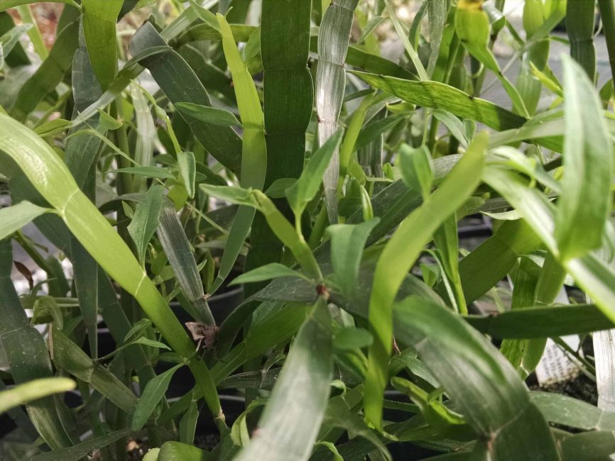 Ribbon plant with flat, ribbon-like stems by Studley Flower Gardens