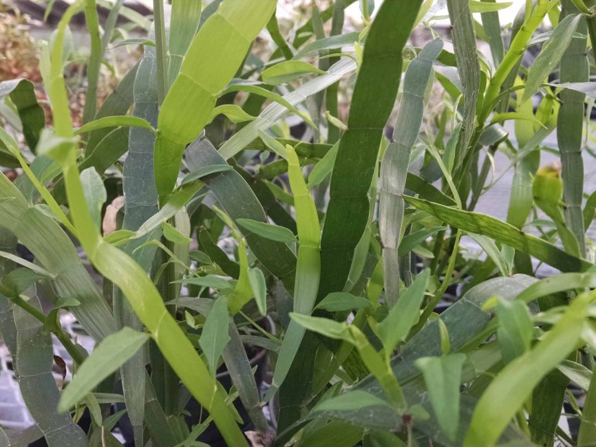 Ribbon plant with long striped leaves by Studley Flower Gardens