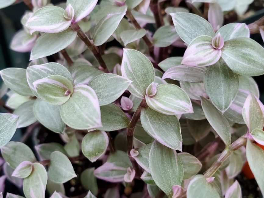 pink princess variegated inch plant detail image