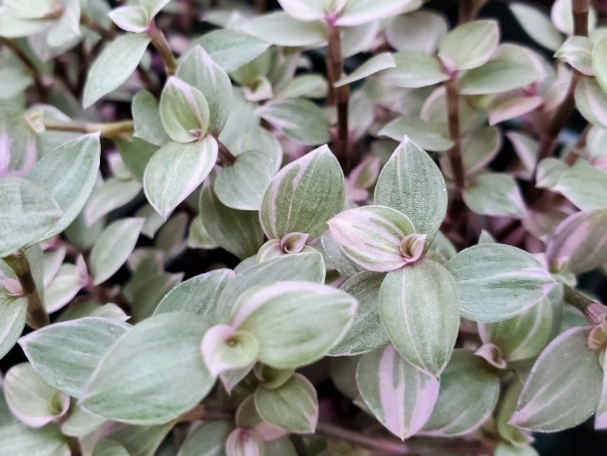 Pink Princess variegated inch plant with trailing leaves in terrarium by Studley Flower Gardens