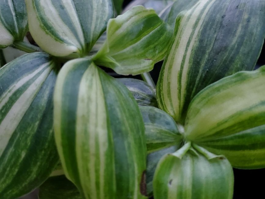 yellow zebra tradescantia detail image