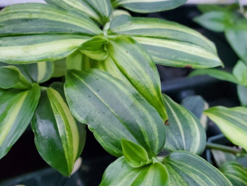 Yellow zebra tradescantia with trailing green and yellow striped leaves by Studley Flower Gardens